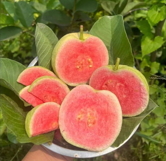 Brunei Pink Guava Air Layered Healthy Fruit Plant