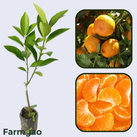 Bruno Clementine Orange Grafted Healthy Fruit Plant