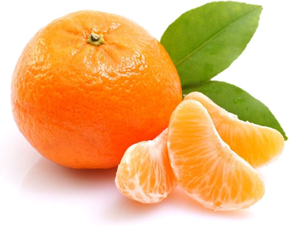 Bruno Clementine Orange Grafted Healthy Fruit Plant