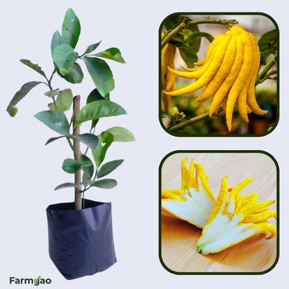 Buddha’s Hand Citron Plant Live Nimbu Tree Kagzi Lemon Citrus Limon Fruit Plant