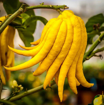 Buddha’s Hand Citron Plant Live Nimbu Tree Kagzi Lemon Citrus Limon Fruit Plant