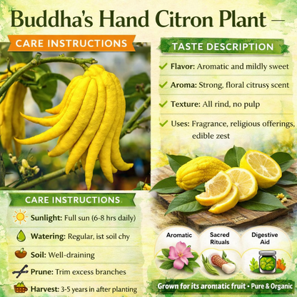 Buddha’s Hand Citron Plant Live Nimbu Tree Kagzi Lemon Citrus Limon Fruit Plant