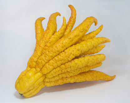 Buddha’s Hand Citron Plant Live Nimbu Tree Kagzi Lemon Citrus Limon Fruit Plant