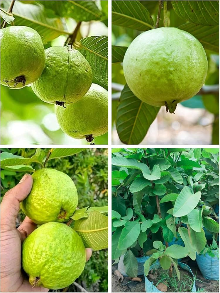 Burundi White Guava Air Layered Healthy Fruit Plant