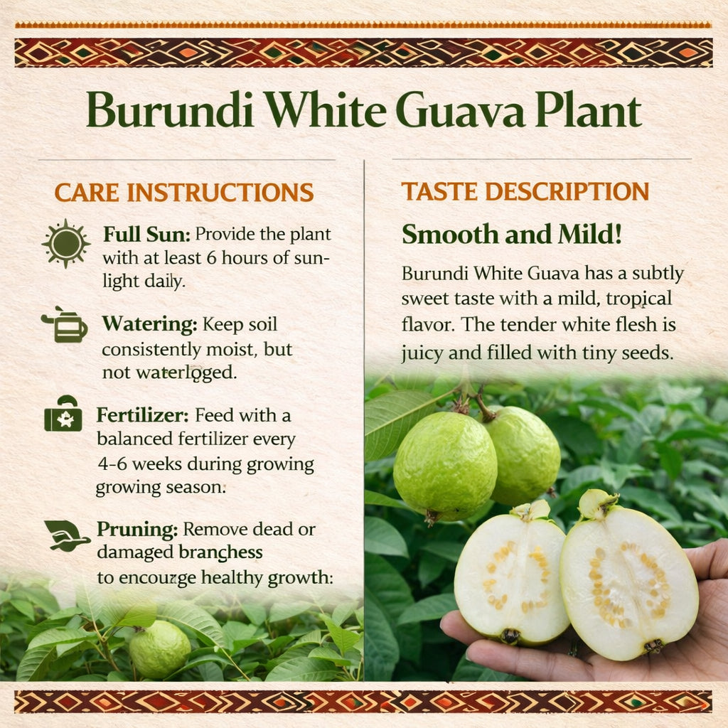 Burundi White Guava Air Layered Healthy Fruit Plant