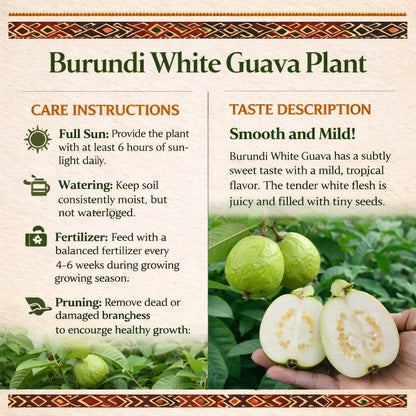 Burundi White Guava Air Layered Healthy Fruit Plant