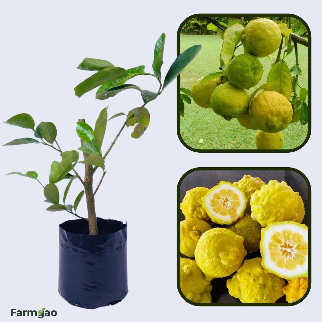 Bush Lemon (Australia) Plant Live Nimbu Tree Kagzi Lemon Citrus Limon Fruit Plant