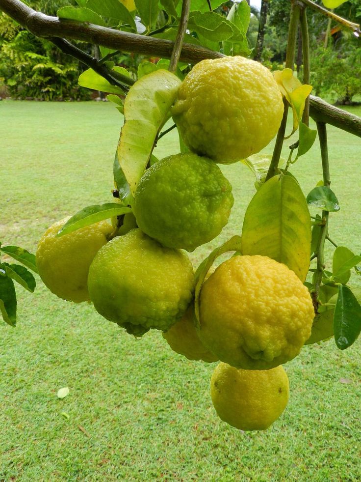 Bush Lemon (Australia) Plant Live Nimbu Tree Kagzi Lemon Citrus Limon Fruit Plant