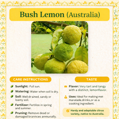 Bush Lemon (Australia) Plant Live Nimbu Tree Kagzi Lemon Citrus Limon Fruit Plant