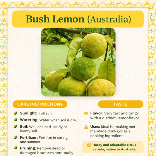 Bush Lemon (Australia) Plant Live Nimbu Tree Kagzi Lemon Citrus Limon Fruit Plant