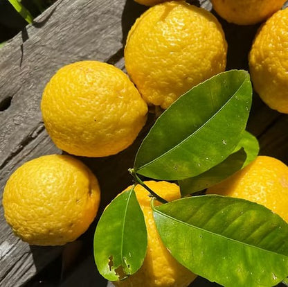 Bush Lemon (Australia) Plant Live Nimbu Tree Kagzi Lemon Citrus Limon Fruit Plant