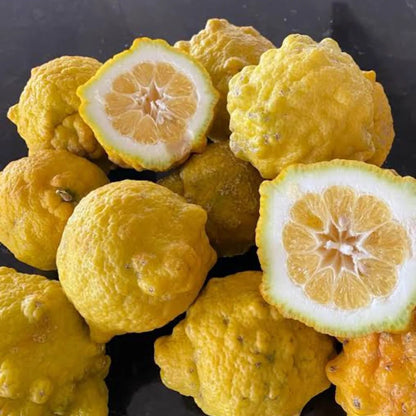 Bush Lemon (Australia) Plant Live Nimbu Tree Kagzi Lemon Citrus Limon Fruit Plant