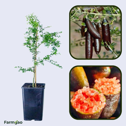 Byron Sunrise Finger Lime Plant Live Nimbu Tree Kagzi Lemon Citrus Limon Fruit Plant