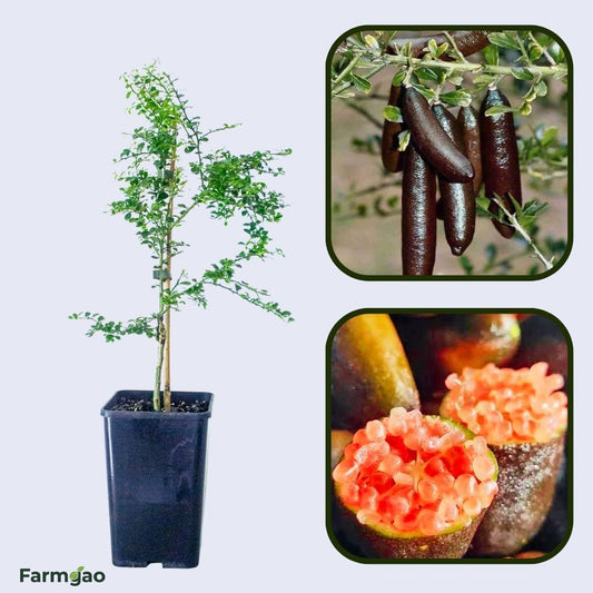Byron Sunrise Finger Lime Plant Live Nimbu Tree Kagzi Lemon Citrus Limon Fruit Plant