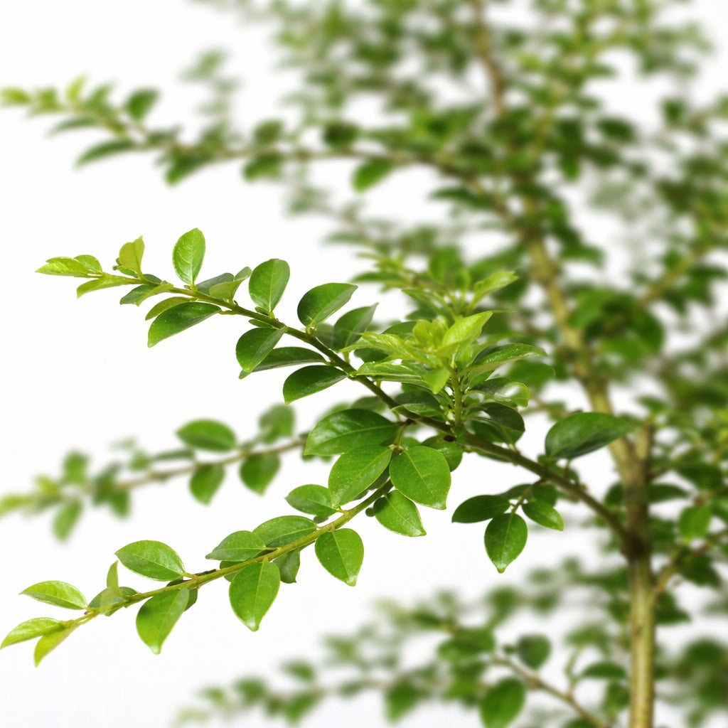 Byron Sunrise Finger Lime Plant Live Nimbu Tree Kagzi Lemon Citrus Limon Fruit Plant