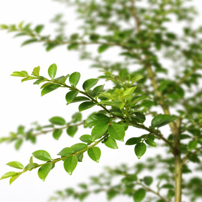 Byron Sunrise Finger Lime Plant Live Nimbu Tree Kagzi Lemon Citrus Limon Fruit Plant