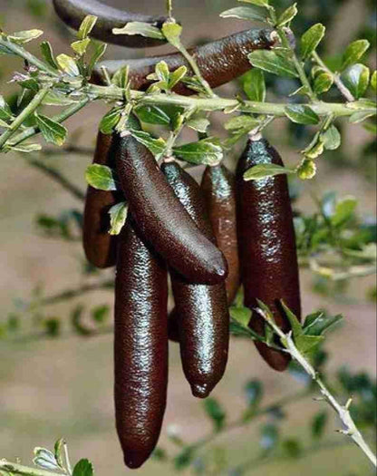 Byron Sunrise Finger Lime Plant Live Nimbu Tree Kagzi Lemon Citrus Limon Fruit Plant