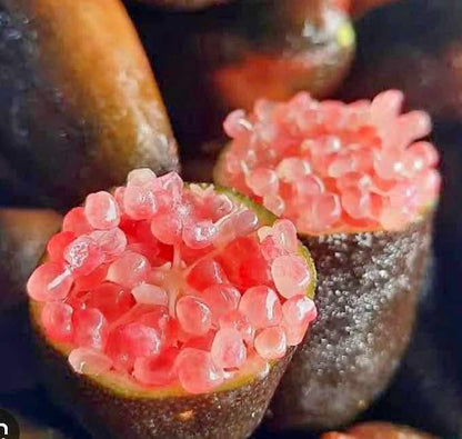 Byron Sunrise Finger Lime Plant Live Nimbu Tree Kagzi Lemon Citrus Limon Fruit Plant