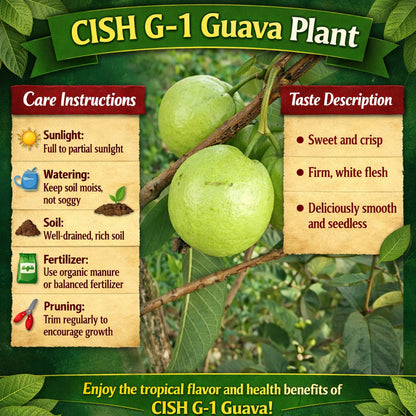 CISH G-1 Guava Air Layered Healthy Fruit Plant