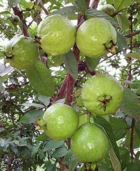 CISH G-1 Guava Air Layered Healthy Fruit Plant
