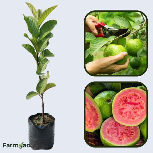 CISH G-2 Guava Air Layered Healthy Fruit Plant