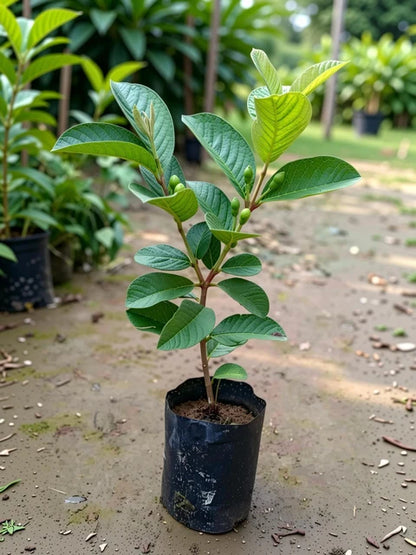 CISH G-2 Guava Air Layered Healthy Fruit Plant