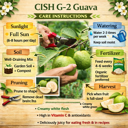 CISH G-2 Guava Air Layered Healthy Fruit Plant