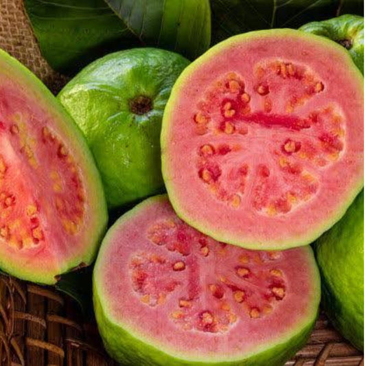 CISH G-2 Guava Air Layered Healthy Fruit Plant