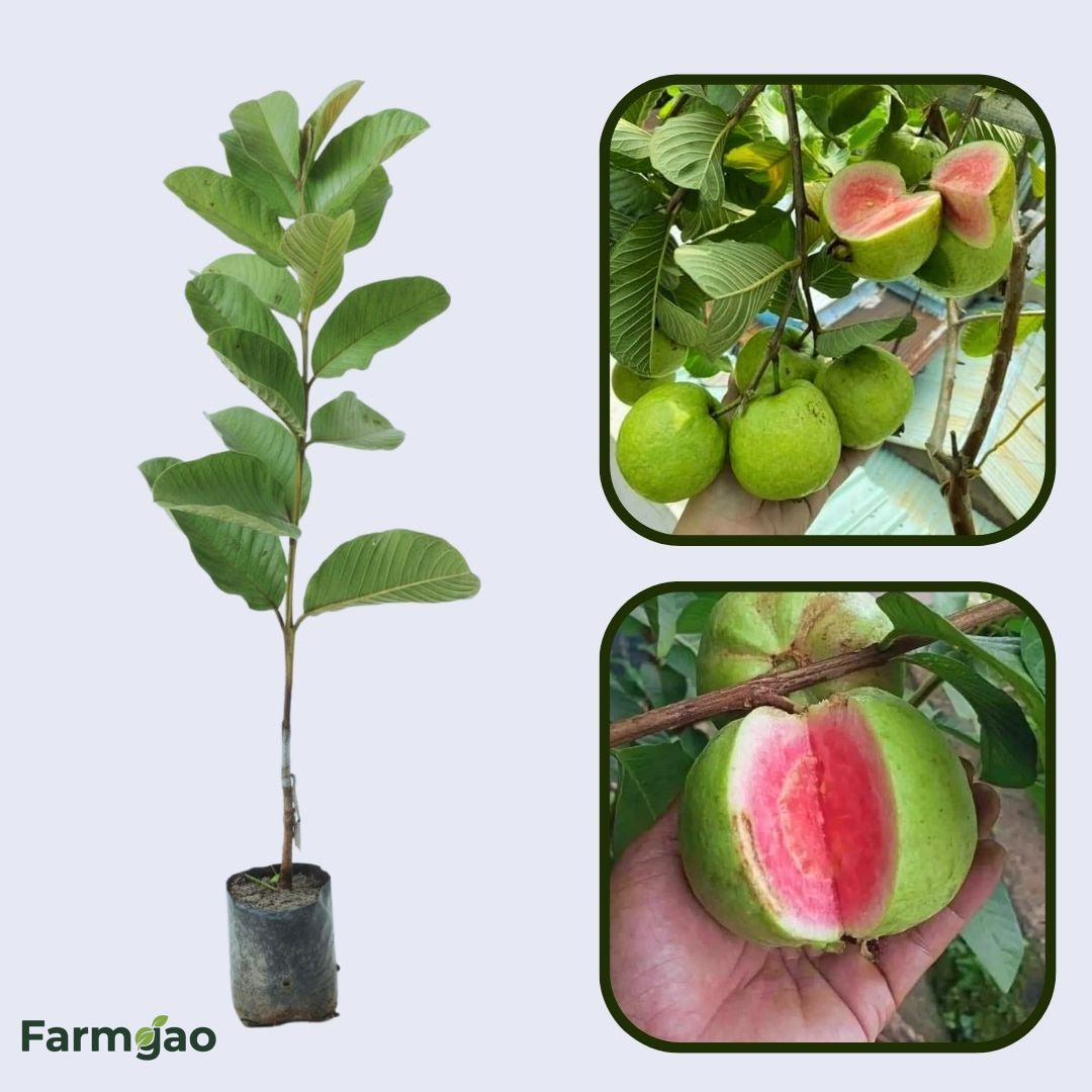 CISH G-3 Guava Air Layered Healthy Fruit Plant