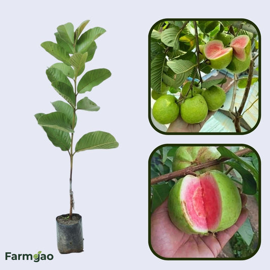 CISH G-3 Guava Air Layered Healthy Fruit Plant