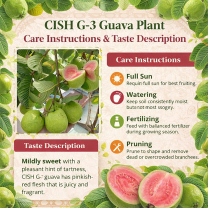 CISH G-3 Guava Air Layered Healthy Fruit Plant
