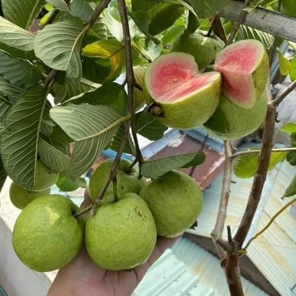 CISH G-3 Guava Air Layered Healthy Fruit Plant