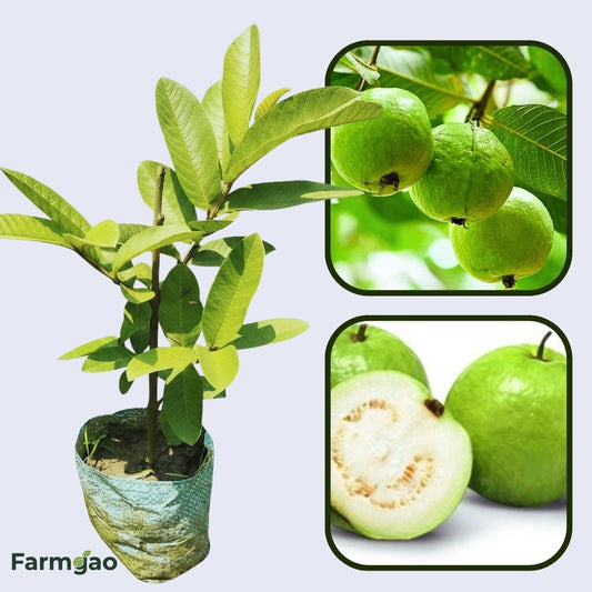CISH G-4 Guava Air Layered Healthy Fruit Plant