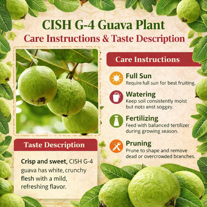 CISH G-4 Guava Air Layered Healthy Fruit Plant