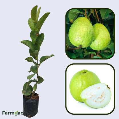 CISH G-5 Guava Air Layered Healthy Fruit Plant