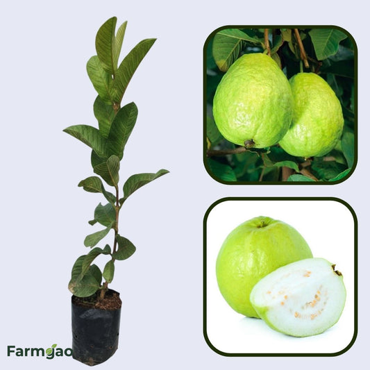 CISH G-5 Guava Air Layered Healthy Fruit Plant
