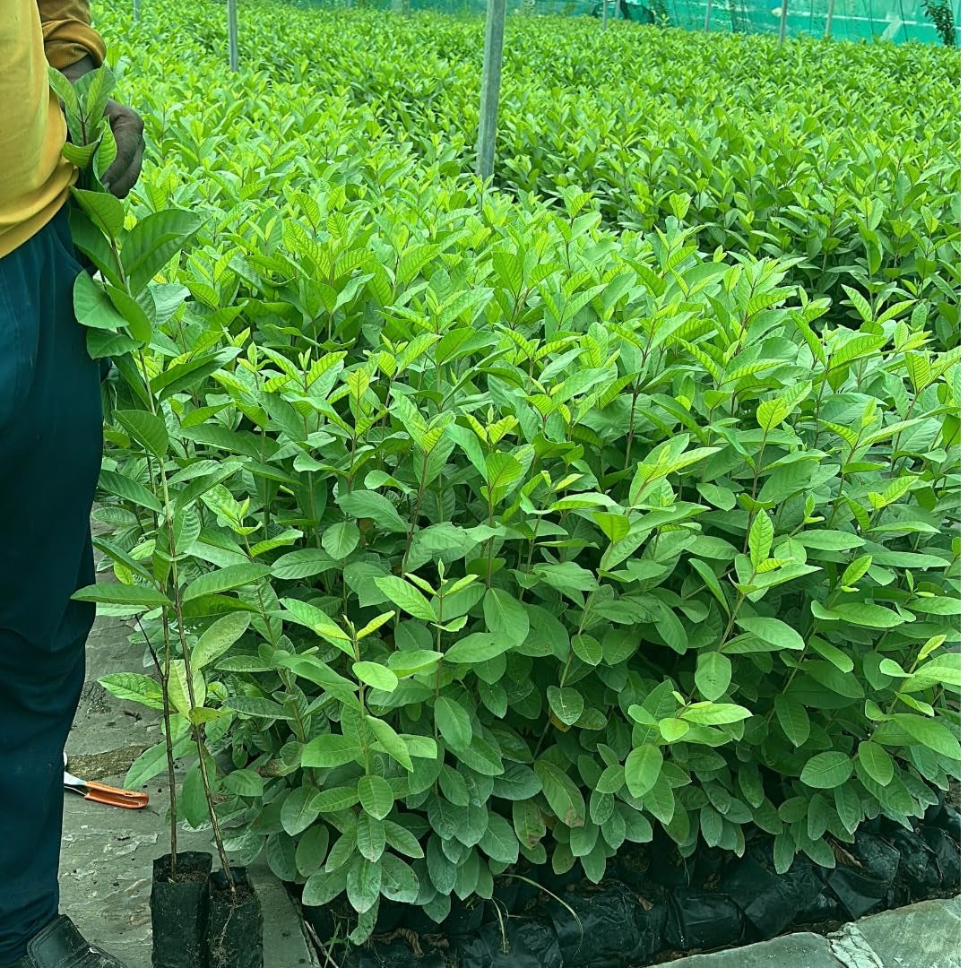 CISH G-5 Guava Air Layered Healthy Fruit Plant