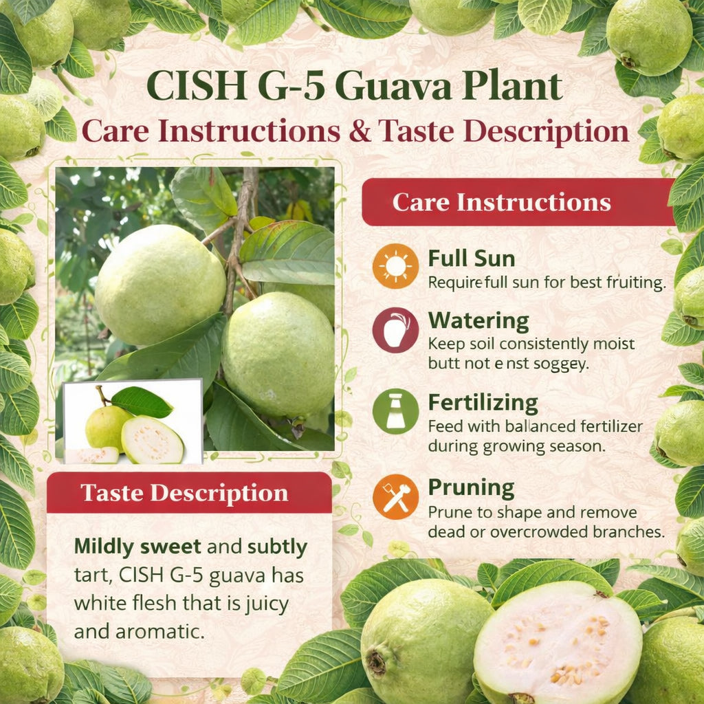 CISH G-5 Guava Air Layered Healthy Fruit Plant