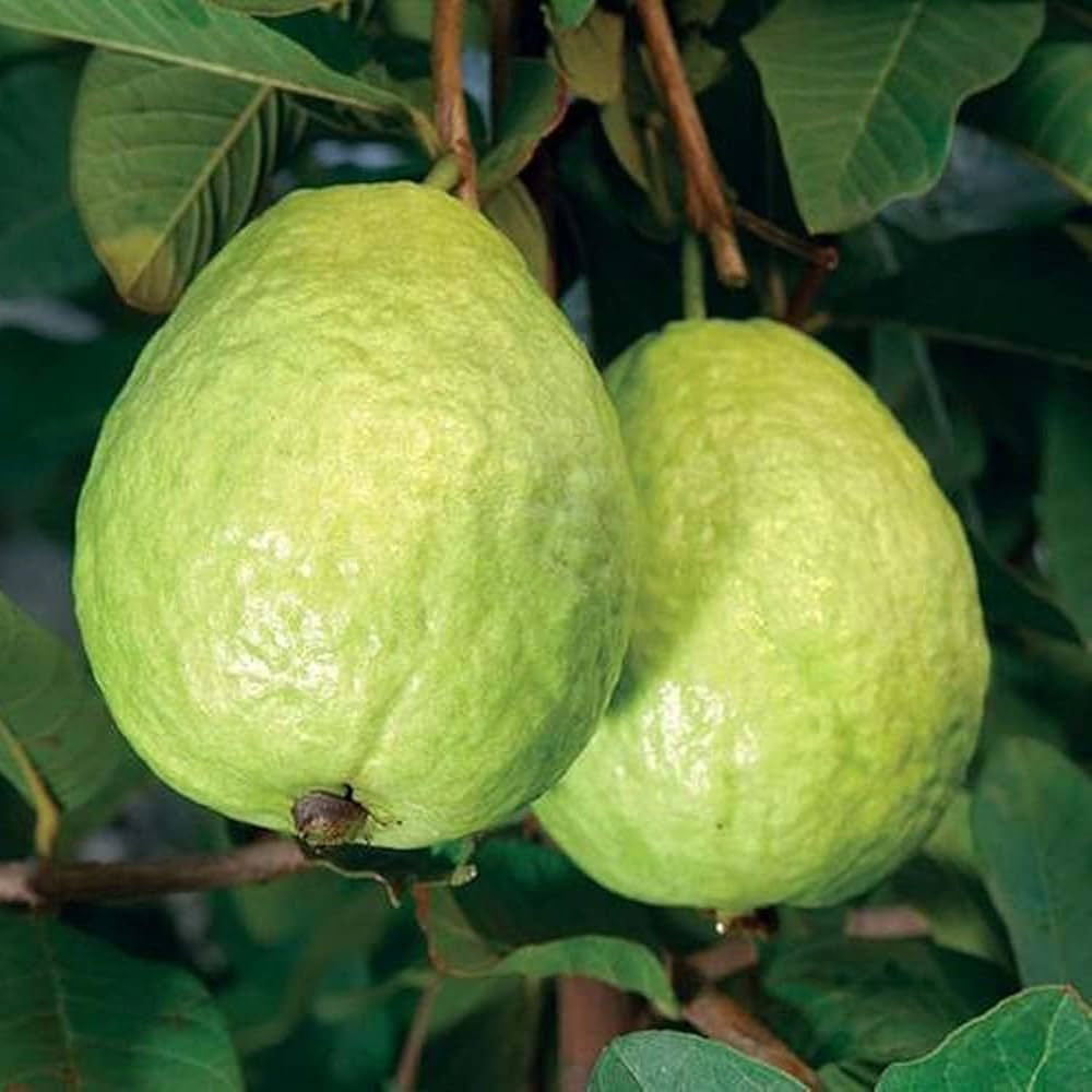CISH G-5 Guava Air Layered Healthy Fruit Plant