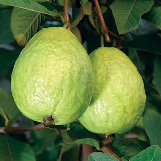 CISH G-5 Guava Air Layered Healthy Fruit Plant