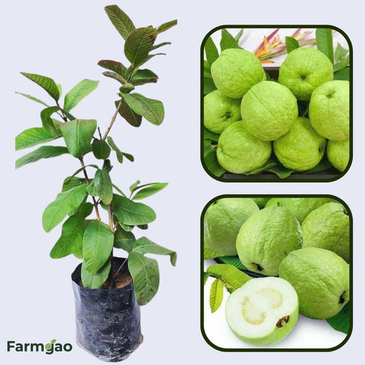 CISH G-6 Guava Air Layered Healthy Fruit Plant