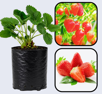 Cabrillo Strawberry Healthy Sweet Home Garden Kitchen Garden Terrace Balcony Fruit Plant