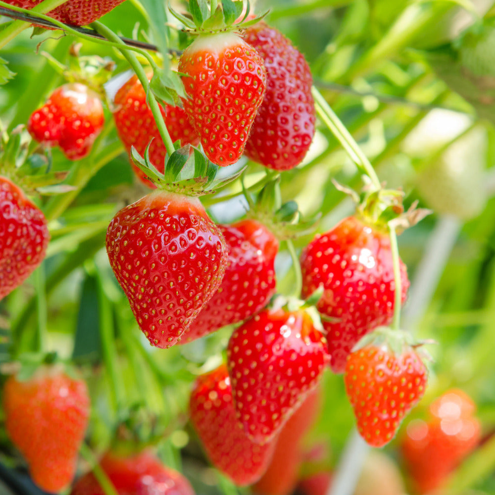 Cabrillo Strawberry Healthy Sweet Home Garden Kitchen Garden Terrace Balcony Fruit Plant