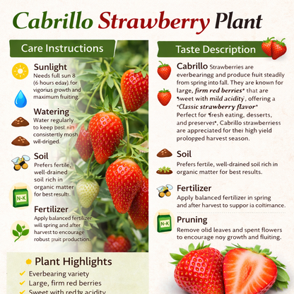 Cabrillo Strawberry Healthy Sweet Home Garden Kitchen Garden Terrace Balcony Fruit Plant