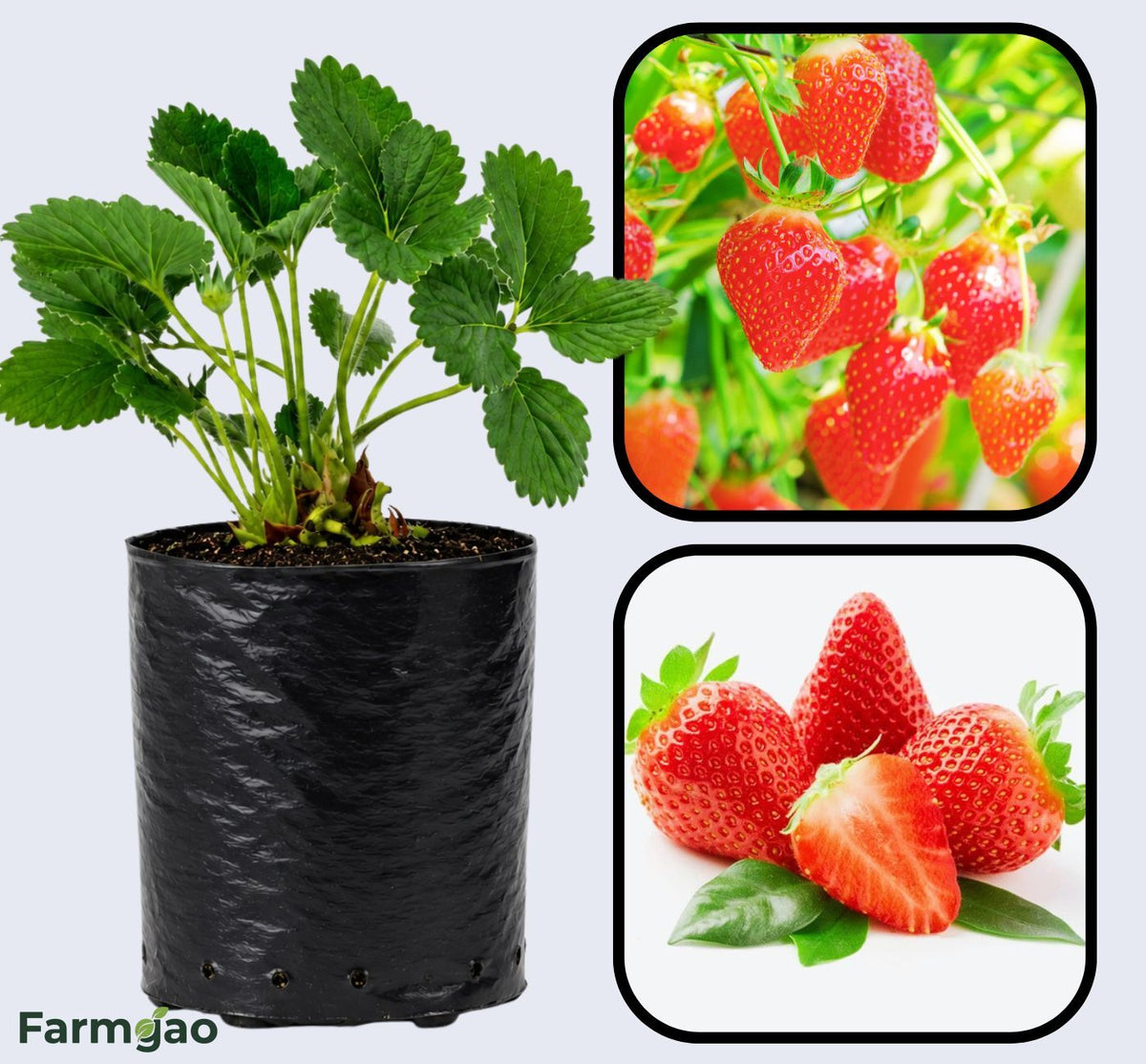 Cabrillo Strawberry Healthy Sweet Home Garden Kitchen Garden Terrace Balcony Fruit Plant