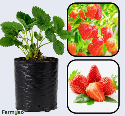 Cabrillo Strawberry Healthy Sweet Home Garden Kitchen Garden Terrace Balcony Fruit Plant