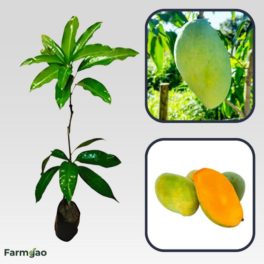 Cac Mango Aam Grafted Healthy Fruit Plant