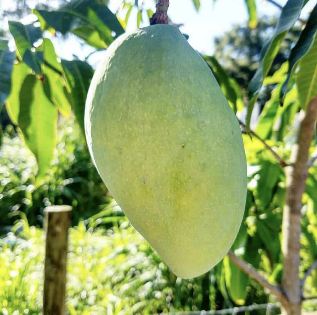 Cac Mango Aam Grafted Healthy Fruit Plant