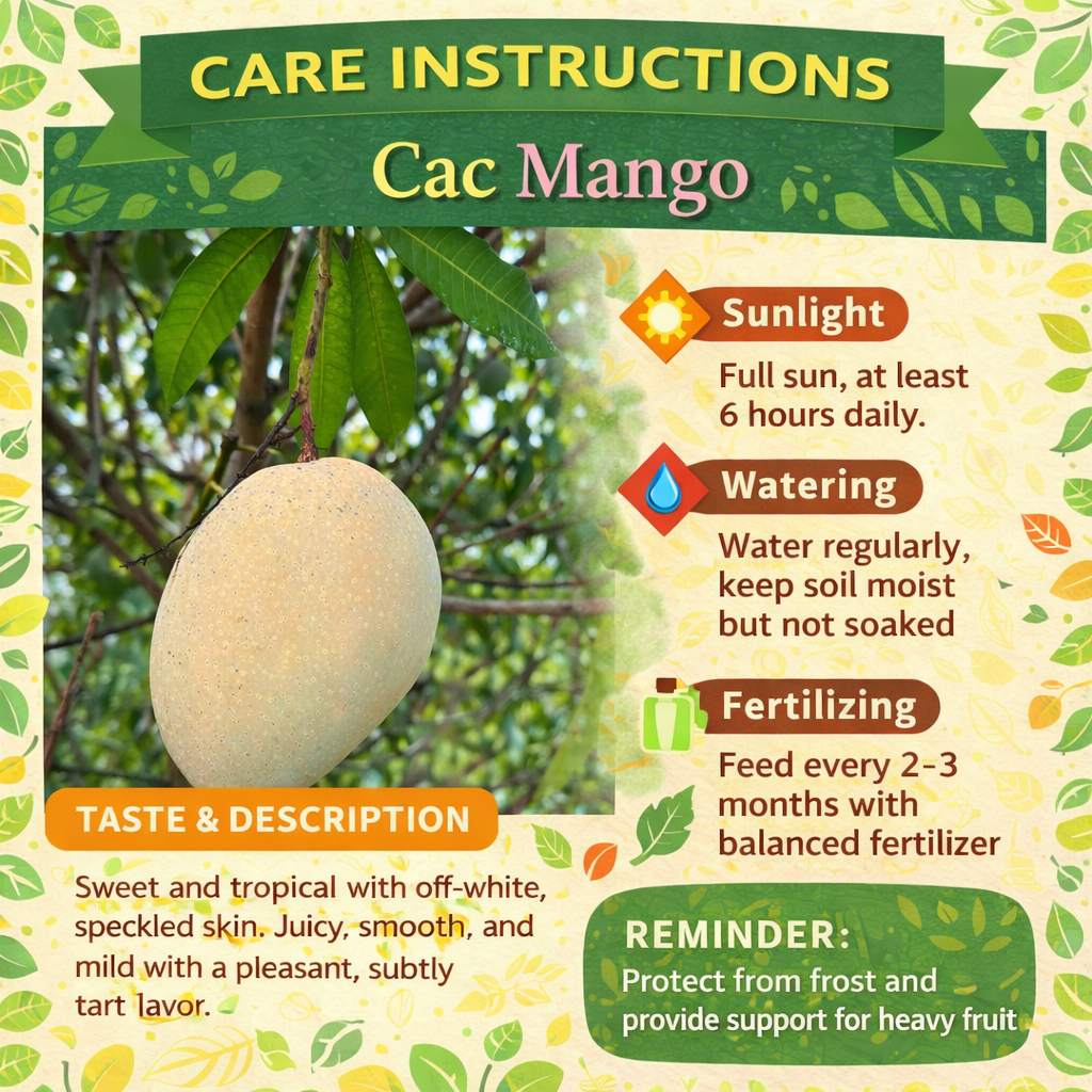 Cac Mango Aam Grafted Healthy Fruit Plant