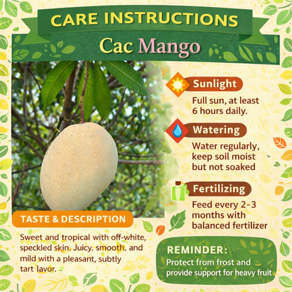 Cac Mango Aam Grafted Healthy Fruit Plant